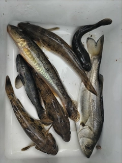 ハゼの釣果