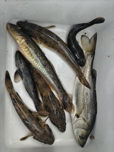 ハゼの釣果