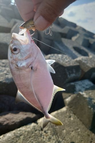 メッキの釣果