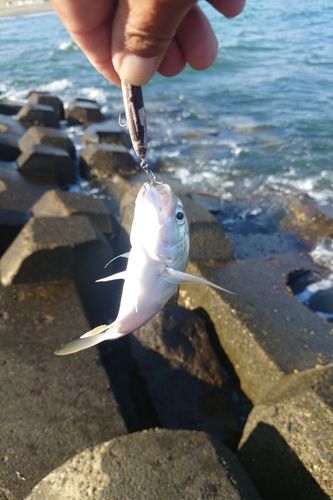 メッキの釣果