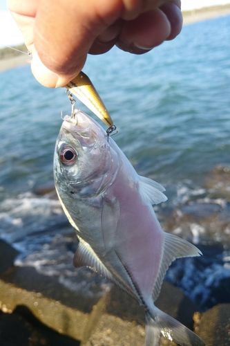 メッキの釣果