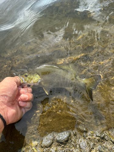 スモールマウスバスの釣果