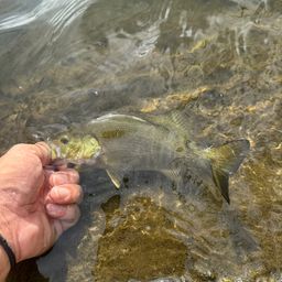 スモールマウスバス