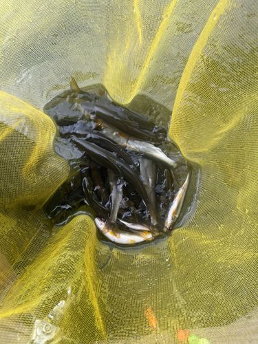 アユの釣果