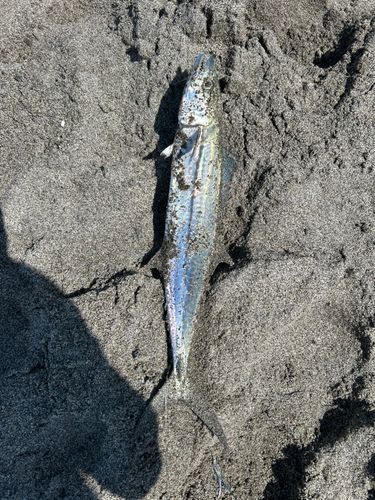 サゴシの釣果