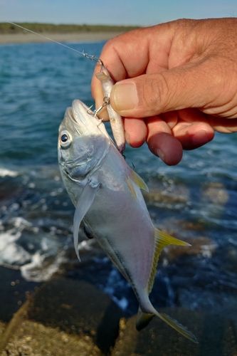 メッキの釣果