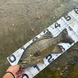 スモールマウスバス