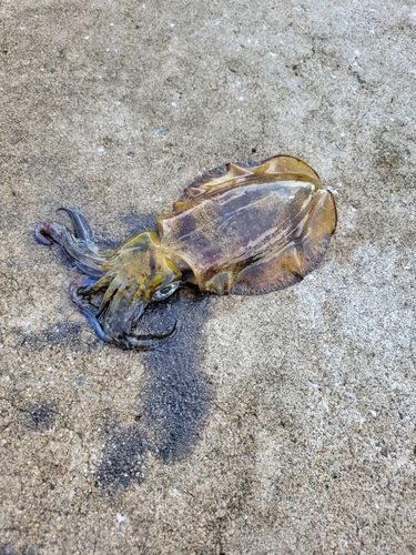 玉結湾