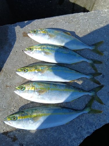 三陸海岸（青森）