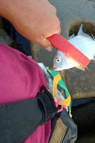 メッキの釣果