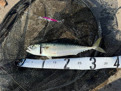 サバの釣果