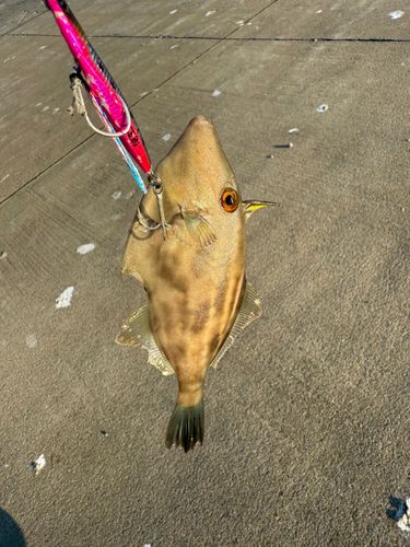 カワハギの釣果