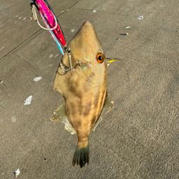 カワハギ