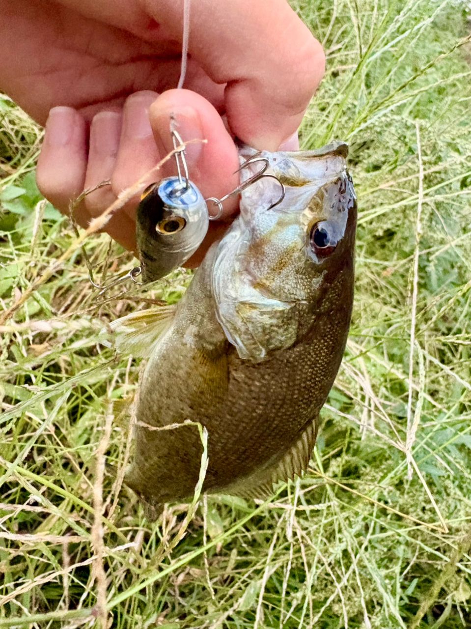 スモールマウスバス