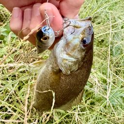スモールマウスバス