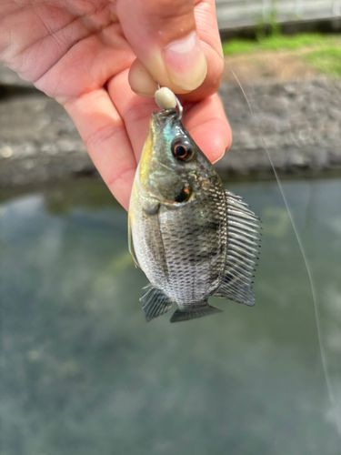 ティラピアの釣果