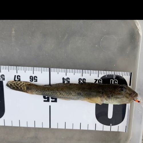 マハゼの釣果