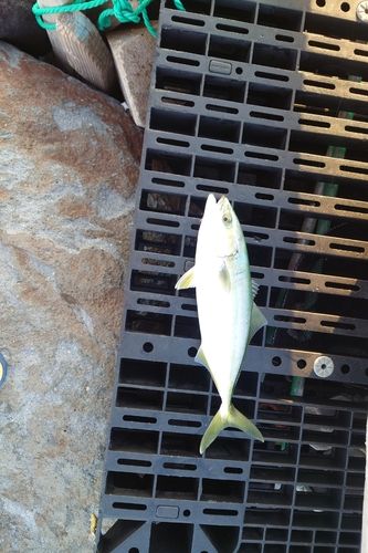 ワカシの釣果