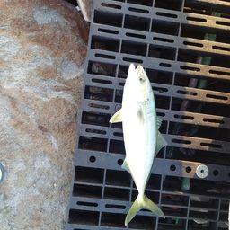 ワカシ