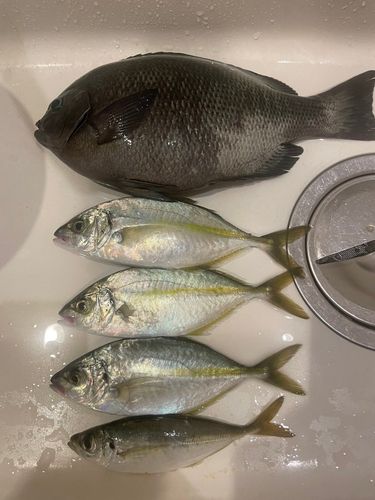 シマアジの釣果