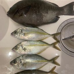 シマアジ