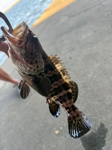 チャイロマルハタの釣果