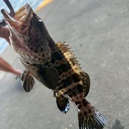 チャイロマルハタ