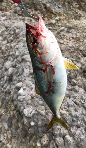 イナダの釣果