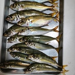 アジ
