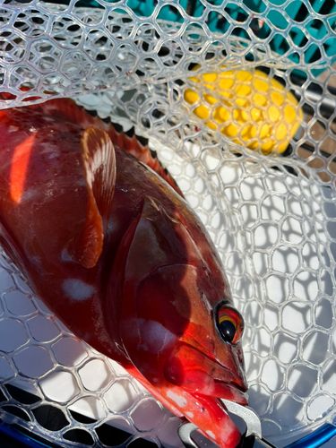 アカハタの釣果