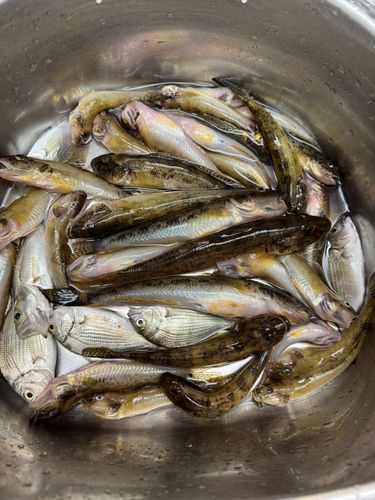 ハゼの釣果