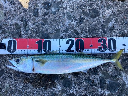 サバの釣果