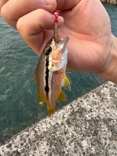 ヨコスジフエダイの釣果
