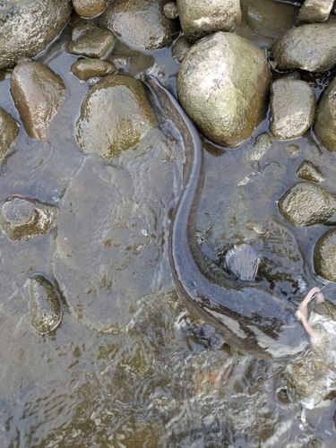 ナマズの釣果