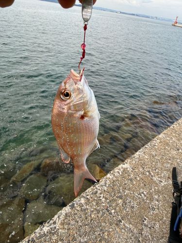 タイの釣果