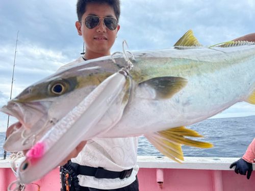 ヒラマサの釣果