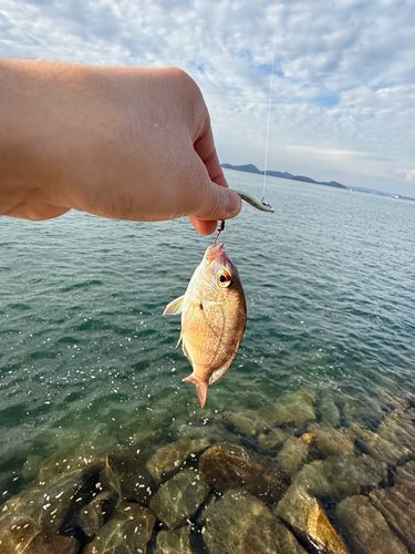 タイの釣果