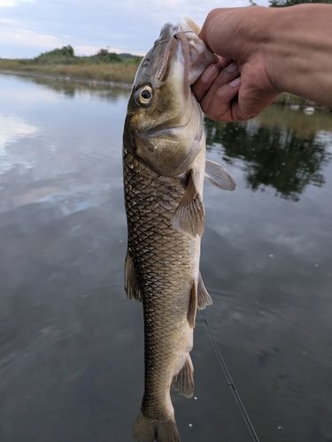 ニゴイの釣果