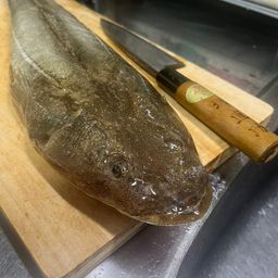 マゴチ