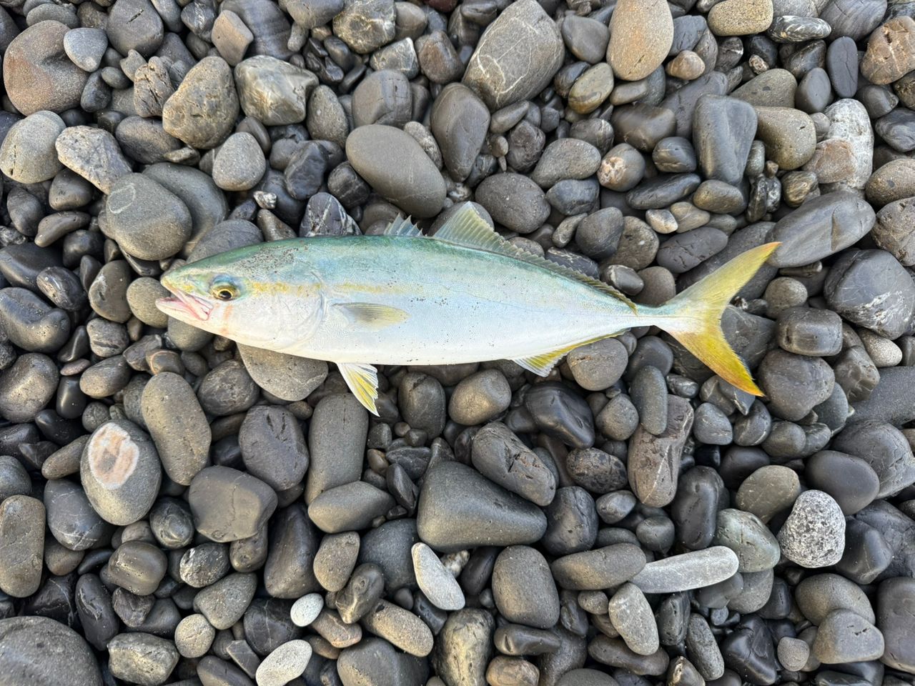 ワカシ