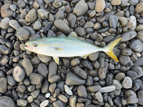 ワカシの釣果