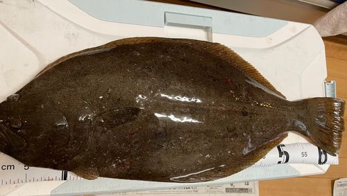 ヒラメの釣果