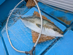 ヒラマサの釣果