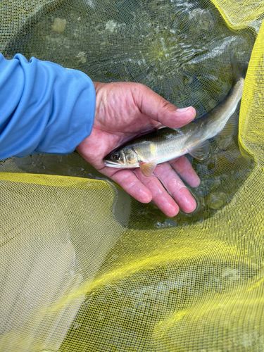アユの釣果