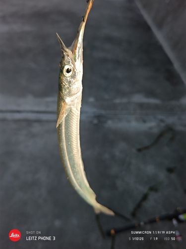 サヨリの釣果