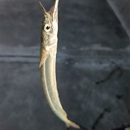 サヨリ
