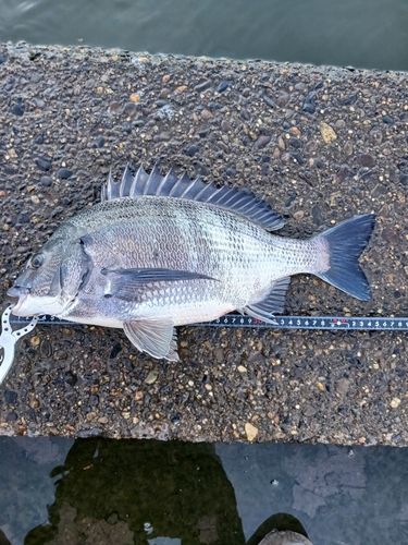 クロダイの釣果