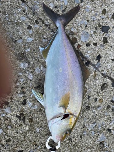 ネリゴの釣果