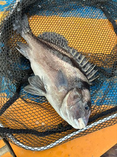 コショウダイの釣果