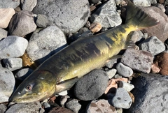 アキアジの釣果